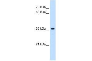 WB Suggested Anti-MAS1 Antibody Titration:  0. (MAS1 抗体  (Middle Region))