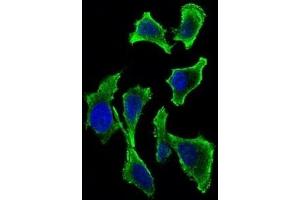 Immunofluorescence analysis of Hela cells using GAB2 mouse mAb (green). (GAB2 抗体  (AA 332-476))