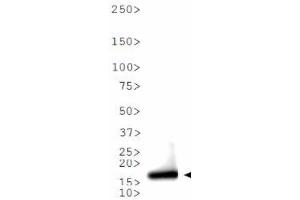 Western Blot of Rabbit Anti-Histone H3 [ac Lys9] Antibody. (Histone 3 抗体  (H3K9ac))