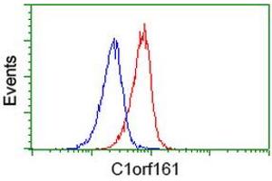 Image no. 3 for anti-Mab-21-Like 3 (MAB21L3) antibody (ABIN1497031) (MAB21L3 抗体)
