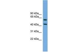 Image no. 1 for anti-E74-Like Factor 3 (Ets Domain Transcription Factor, Epithelial-Specific) (ELF3) (AA 201-250) antibody (ABIN6746138) (ELF3 抗体  (AA 201-250))