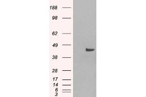 HEK293 overexpressing SNX16 (ABIN5364935) and probed with ABIN184967 (mock transfection in first lane). (SNX16 抗体  (N-Term))