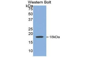 Western Blotting (WB) image for anti-Bone Morphogenetic Protein 15 (BMP15) (AA 266-388) antibody (ABIN1858150) (BMP15 抗体  (AA 266-388))