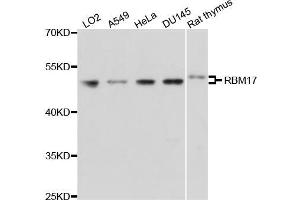 Western blot analysis of extracts of various cell lines, using RBM17 antibody (ABIN5971667) at 1/1000 dilution. (RBM17 抗体)