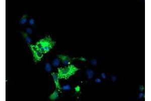 Anti-ALOX15 mouse monoclonal antibody (ABIN2455602) immunofluorescent staining of COS7 cells transiently transfected by pCMV6-ENTRY ALOX15 (RC206621). (ALOX15 抗体)