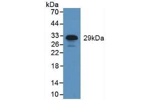 Detection of NE in Human Leukocyte Cells using Polyclonal Antibody to Neutrophil Elastase (NE) (ELANE 抗体  (AA 30-247))