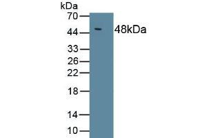 Detection of Recombinant IL10, Chicken using Polyclonal Antibody to Interleukin 10 (IL10) (IL-10 抗体  (AA 22-175))
