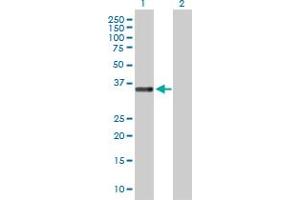 Western Blot analysis of STEAP1 expression in transfected 293T cell line by STEAP1 MaxPab polyclonal antibody. (STEAP1 抗体  (AA 1-339))