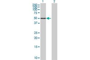 Western Blot analysis of SIGLEC6 expression in transfected 293T cell line by SIGLEC6 MaxPab polyclonal antibody. (SIGLEC6 抗体  (AA 1-437))