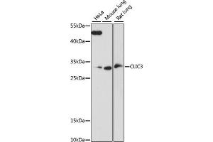 Western blot analysis of extracts of various cell lines, using CLIC3 antibody (ABIN7266336) at 1:1000 dilution. (CLIC3 抗体  (AA 87-236))