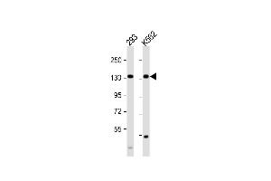 All lanes : Anti-MCM9 Antibody (C-term) at 1:1000 dilution Lane 1: 293 whole cell lysate Lane 2: K562 whole cell lysate Lysates/proteins at 20 μg per lane. (MCM9 抗体  (C-Term))