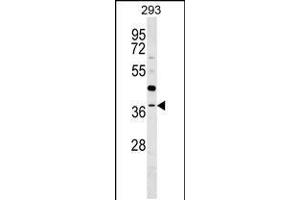 Western blot analysis in 293 cell line lysates (35ug/lane). (RG9MTD3 抗体  (AA 135-162))