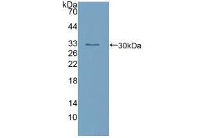 Western blot analysis of recombinant Human calretinin. (Calretinin 抗体  (AA 28-248))