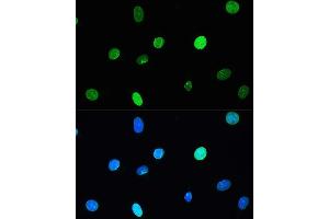 Immunofluorescence analysis of L929 cells using Lamin A/C antibody (ABIN7268177) at dilution of 1:200.