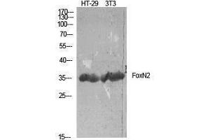 Western Blotting (WB) image for anti-Forkhead Box N2 (FOXN2) (C-Term) antibody (ABIN3184662) (FOXN2 抗体  (C-Term))