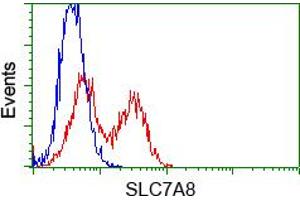 HEK293T cells transfected with either pCMV6-ENTRY SLC7A8 (RC208586) (Red) or empty vector control plasmid (Blue) were immunostained with anti-SLC7A8 mouse monoclonal (ABIN2452328, Dilution 1:1,000), and then analyzed by flow cytometry. (SLC7A8 抗体)