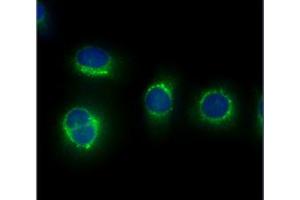 ICC/IF analysis of CAPNS1 in HeLa cells line, stained with DAPI (Blue) for nucleus staining and monoclonal anti-human CAPNS1 antibody (1:100) with goat anti-mouse IgG-Alexa fluor 488 conjugate (Green). (Calpain S1 抗体)