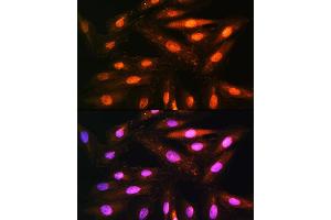 Immunofluorescence (IF) image for anti-Kinesin Associated Protein 3 (KIFAP3) (AA 1-200) antibody (ABIN1680591)