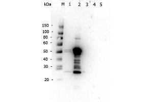 Western Blot of Rabbit anti-Mouse IgG2a antibody. (兔 anti-小鼠 IgG2a (Heavy Chain) Antibody - Preadsorbed)