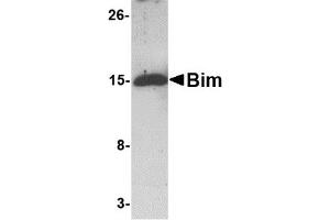Western Blotting (WB) image for anti-BCL2-Like 11 (Apoptosis Facilitator) (BCL2L11) antibody (ABIN1031697) (BIM 抗体)