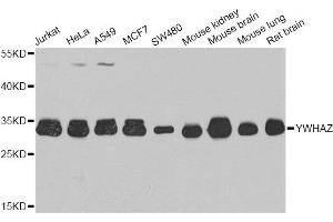 Western blot analysis of extracts of various cell lines, using YWHAZ antibody. (14-3-3 zeta 抗体)