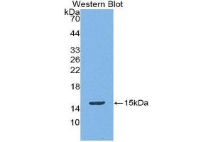 Western Blotting (WB) image for anti-Mucosae Associated Epithelia Chemokine (AA 20-115) antibody (ABIN1869143) (Mucosae Associated Epithelia Chemokine (AA 20-115) 抗体)