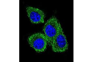 Confocal immunofluorescent analysis of GCDFP-15 Antibody (C-term) (ABIN655074 and ABIN2844706) with MDA-M cell followed by Alexa Fluor 488-conjugated goat anti-rabbit lgG (green). (PIP 抗体  (C-Term))