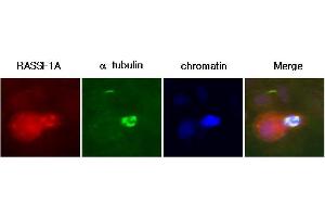 A431 cells were labeled with anti-RASSF1A (clone 3F3) mAb, and detection was using a biotinylated secondary antibody and Texas-red conj streptavidin. (RASSF1 抗体  (AA 1-340))