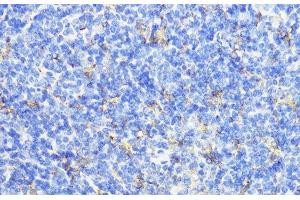 Immunohistochemistry of paraffin-embedded Mouse spleen using CTSB Polyclonal Antibody at dilution of 1:100 (40x lens). (Cathepsin B 抗体)