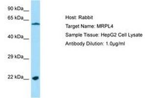 Image no. 1 for anti-Mitochondrial Ribosomal Protein L4 (MRPL4) (AA 111-160) antibody (ABIN6750215) (MRPL4 抗体  (AA 111-160))