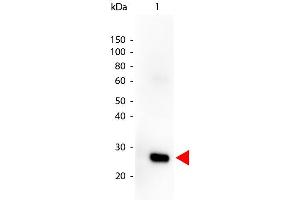 Western Blot of Goat anti-HUMAN λ (lambda chain) Peroxidase Conjugated antibody. (山羊 anti-人 lambda (Light Chain) Antibody (HRP) - Preadsorbed)