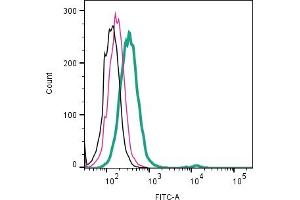 Cell surface detection of  TMEM150C by indirect flow cytometry in live intact human  monocytic leukemia cell line: + goat-anti-rabbit-FITC. (TMEM150C 抗体  (Extracellular))