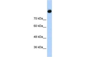 Western Blotting (WB) image for anti-Complement C2 antibody (ABIN2462449) (Complement C2 抗体)