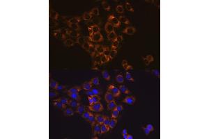 Immunofluorescence analysis of C6 cells using Caspase-6 antibody (ABIN7266119). (Caspase 6 抗体)