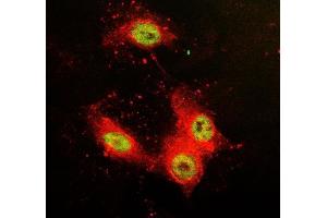 IF analysis of SFPQ using anti-SFPQ antibody (ABIN7603089) and anti-Tubulin Alpha antibody (ABIN7600339). (SFPQ 抗体  (Middle Region))