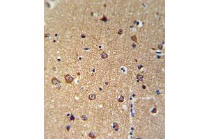 ANKH Antibody (C-term) (ABIN653697 and ABIN2843016) IHC analysis in formalin fixed and paraffin embedded brain tissue followed by peroxidase conjugation of the secondary antibody and DAB staining.