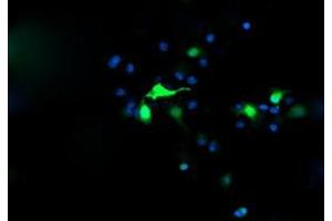 Image no. 3 for anti-Chromosome 2 Open Reading Frame 62 (C2orf62) antibody (ABIN1497051) (C2orf62 抗体)