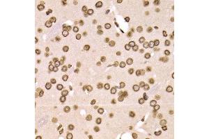Immunohistochemistry of paraffin-embedded mouse brain using LMNB2 antibody at dilution of 1:200 (400x lens). (Lamin B2 抗体)