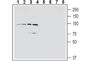 Western blot analysis of human MCF-7 breast adenocarcinoma cell line lysate (lanes 1 and 5), human U-87 MG glioblastoma cell line lysate (lanes 2 and 6), human Jurkat T-cell leukemia cell line lysate (lanes 3 and 7) and human THP-1 monocytic leukemia cell line lysate (lanes 4 and 8): - 1-4. (EPH Receptor A4 抗体  (Extracellular, N-Term))