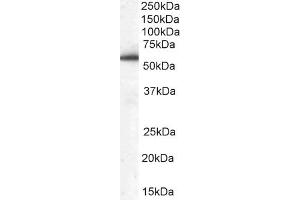 ABIN184747 (0. (DBNL 抗体  (N-Term))