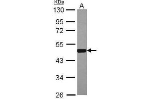WB Image Sample (30 ug of whole cell lysate) A: 293T 10% SDS PAGE antibody diluted at 1:2000 (ESRRA 抗体)