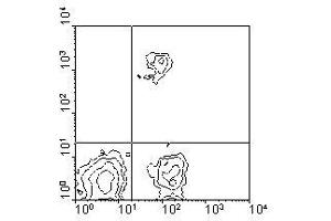 Image no. 1 for anti-CD8 (CD8) antibody (PE) (ABIN135499) (CD8 抗体  (PE))
