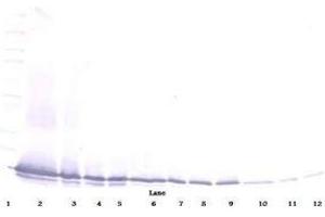 Image no. 3 for anti-Chemokine (C-C Motif) Ligand 21 (CCL21) antibody (ABIN465507) (CCL21 抗体)
