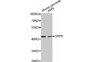 Western blot analysis of extracts of various cell lines, using GRPR antibody (ABIN5971515). (GRPR 抗体)