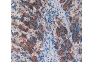 Used in DAB staining on fromalin fixed paraffin- embedded stomach tissue (CD46 抗体  (AA 157-365))