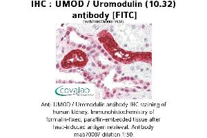 Image no. 1 for anti-Uromodulin (UMOD) antibody (FITC) (ABIN1723062) (Uromodulin 抗体  (FITC))
