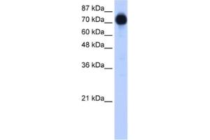 Western Blotting (WB) image for anti-Zinc Finger Protein 16 (ZNF16) antibody (ABIN2461808) (ZNF16 抗体)