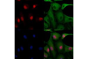 ABIN7094610 and ABIN7098660 staining  cells by IF/ICC. (FKBP3 抗体  (Internal Region))