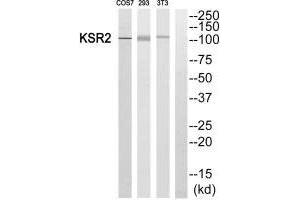 Western blot analysis of extracts from COS7, 293 and 3T3 cells, using KSR2 antibody. (KSR2 抗体)