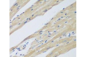 Immunohistochemistry of paraffin-embedded Mouse heart using WDR77 Polyclonal Antibody at dilution of 1:200 (40x lens). (WDR77 抗体)